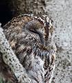 Kattugle - Tawny Owl (Strix aluco) 